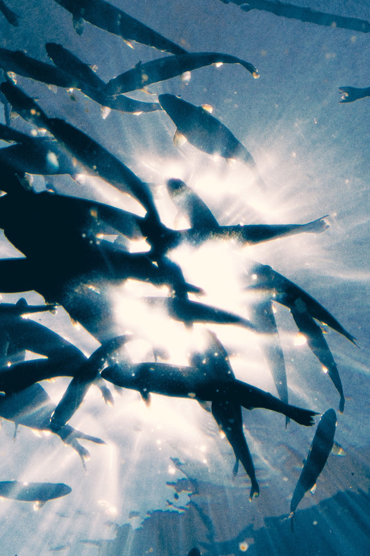 Omega-3 Arktis Sæt