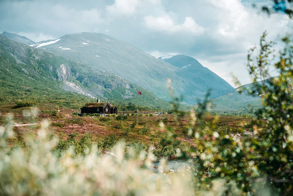 Tilbage til rødderne